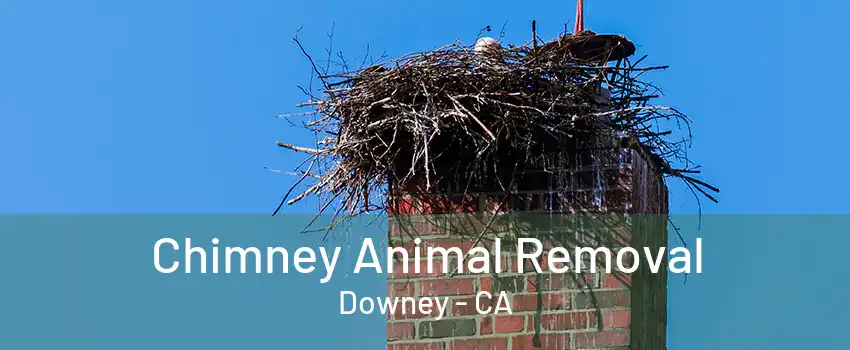 Chimney Animal Removal Downey - CA