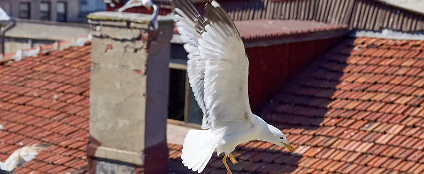 Residential Chimney Animal Removal Solution in Downey, CA